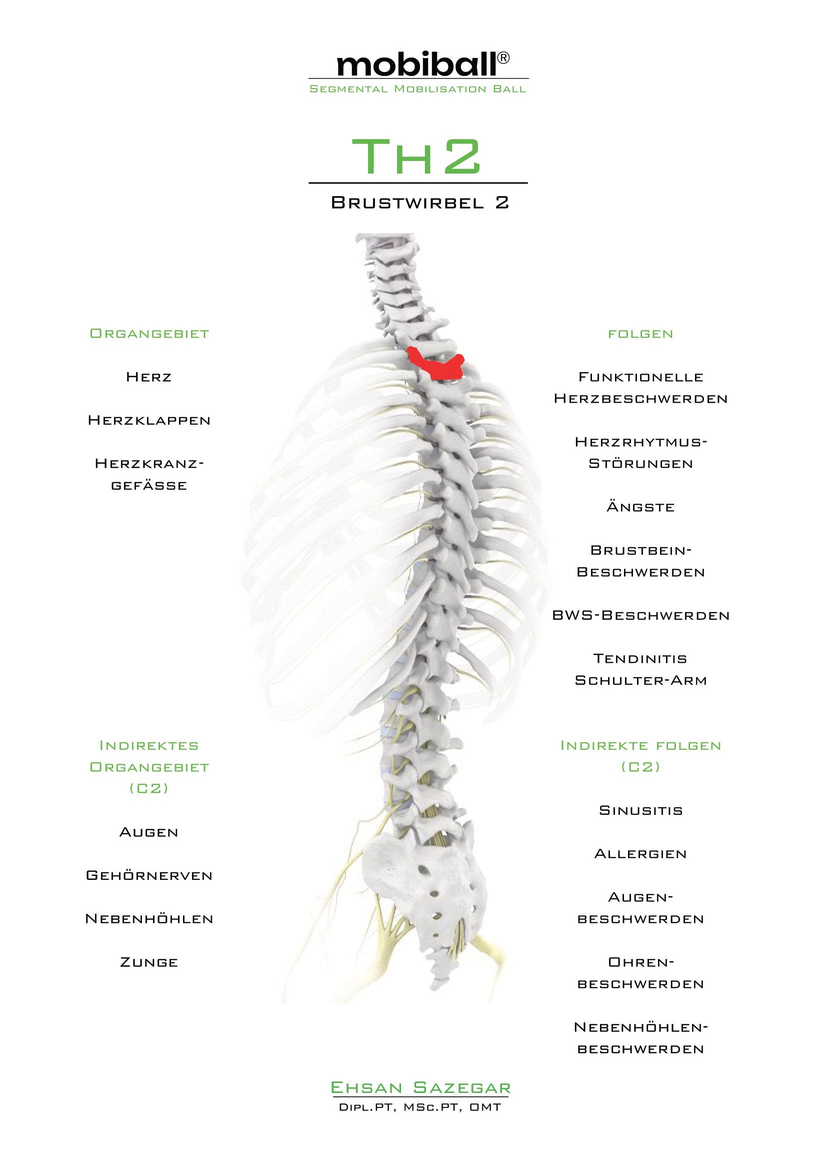 TH2 - Brustwirbel 2