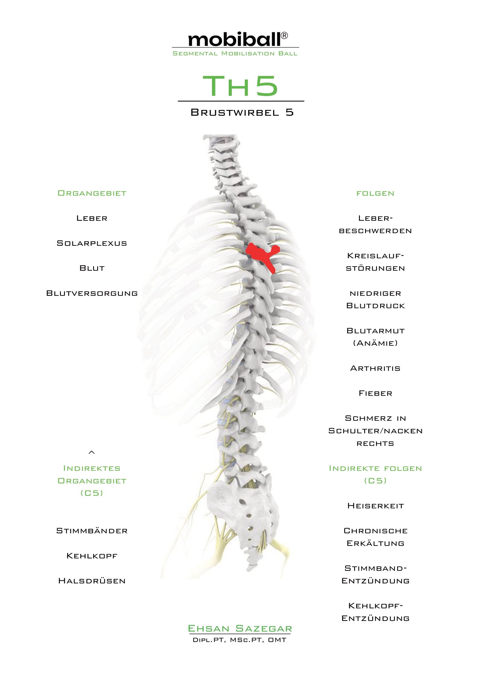 TH5 - Brustwirbel 5