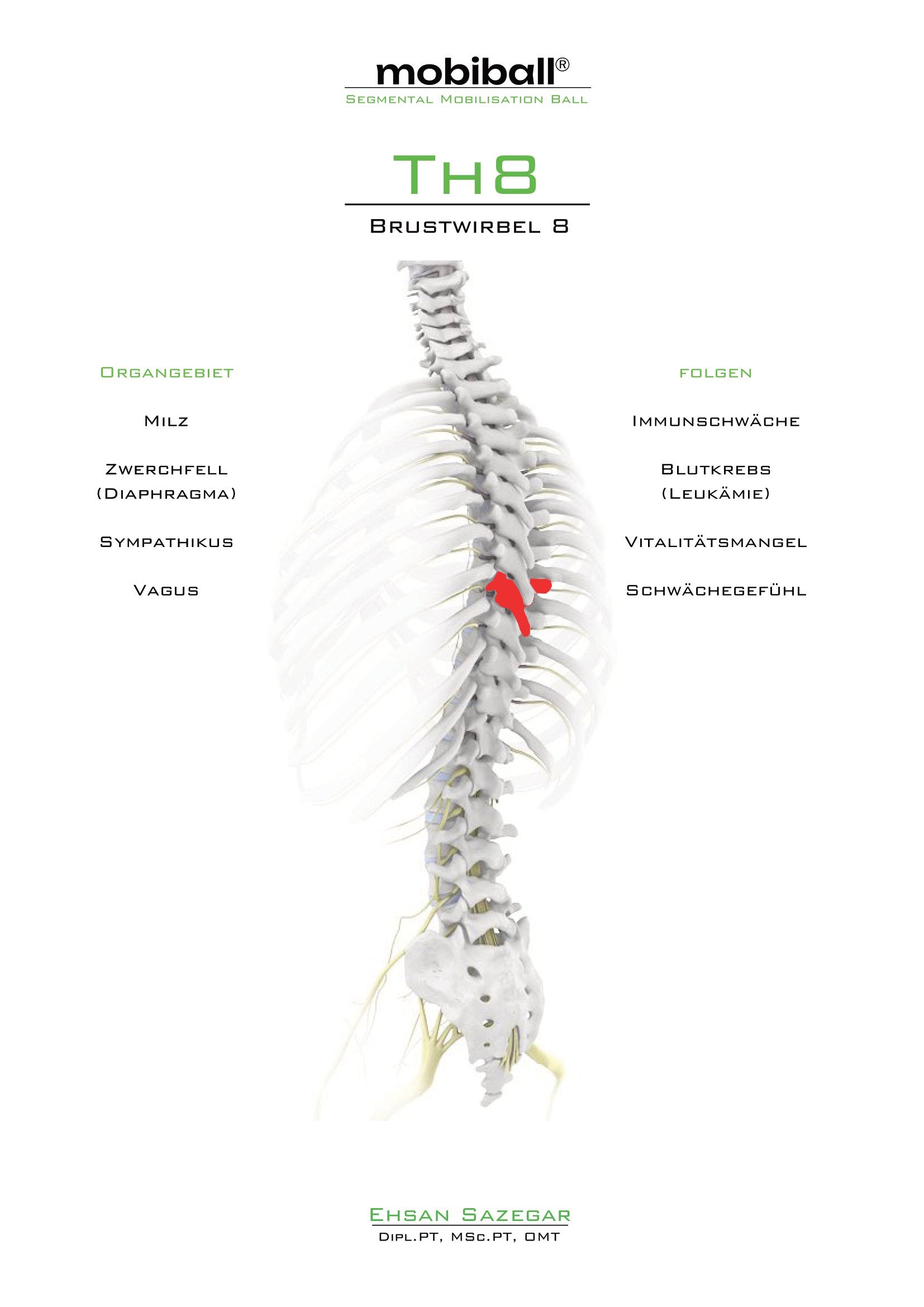 TH8 - Brustwirbel 8